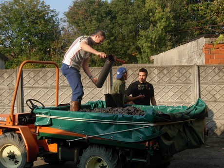 Vendemmia