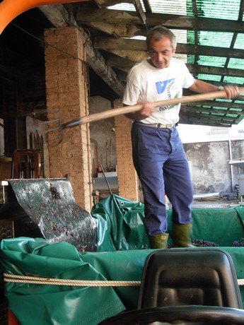 Vendemmia
